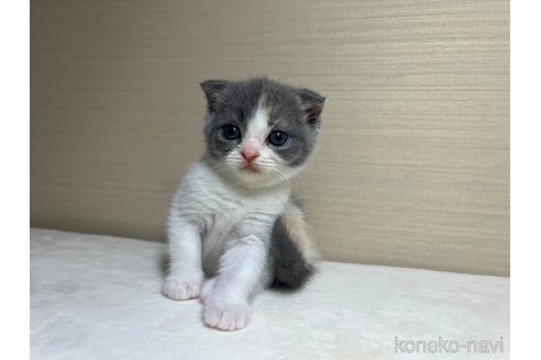 成約済の茨城県のスコティッシュフォールド(折れ耳)-84718の2枚目